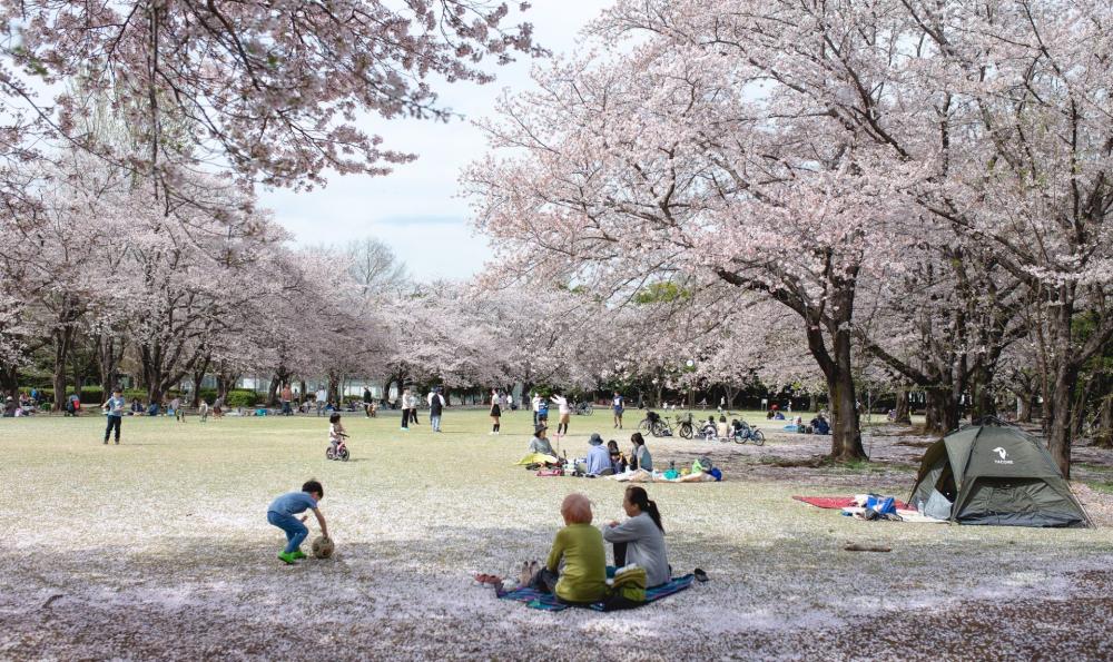 春を満喫！つくばエリアで<br>桜が見られるスポット特集